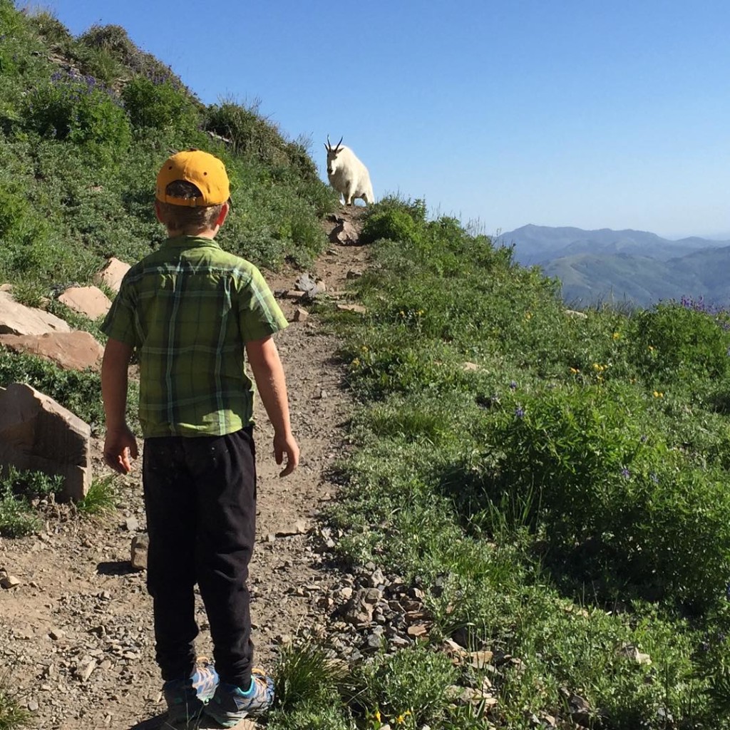 Encountering wildlife, goats while hiking