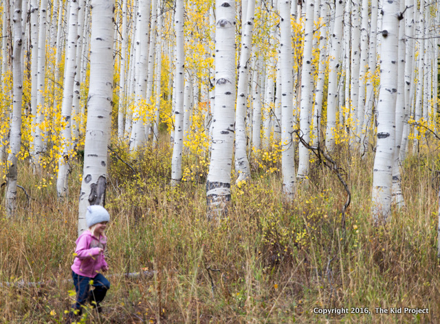 Fall in the Wasatch - near Midway, UT