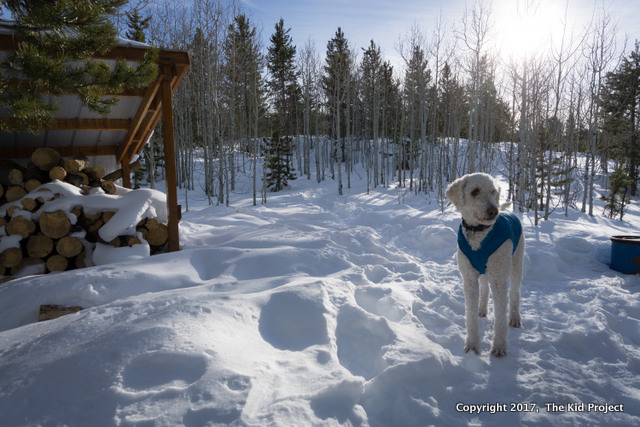 Lily Lake yurt and nordic ski systems dogs