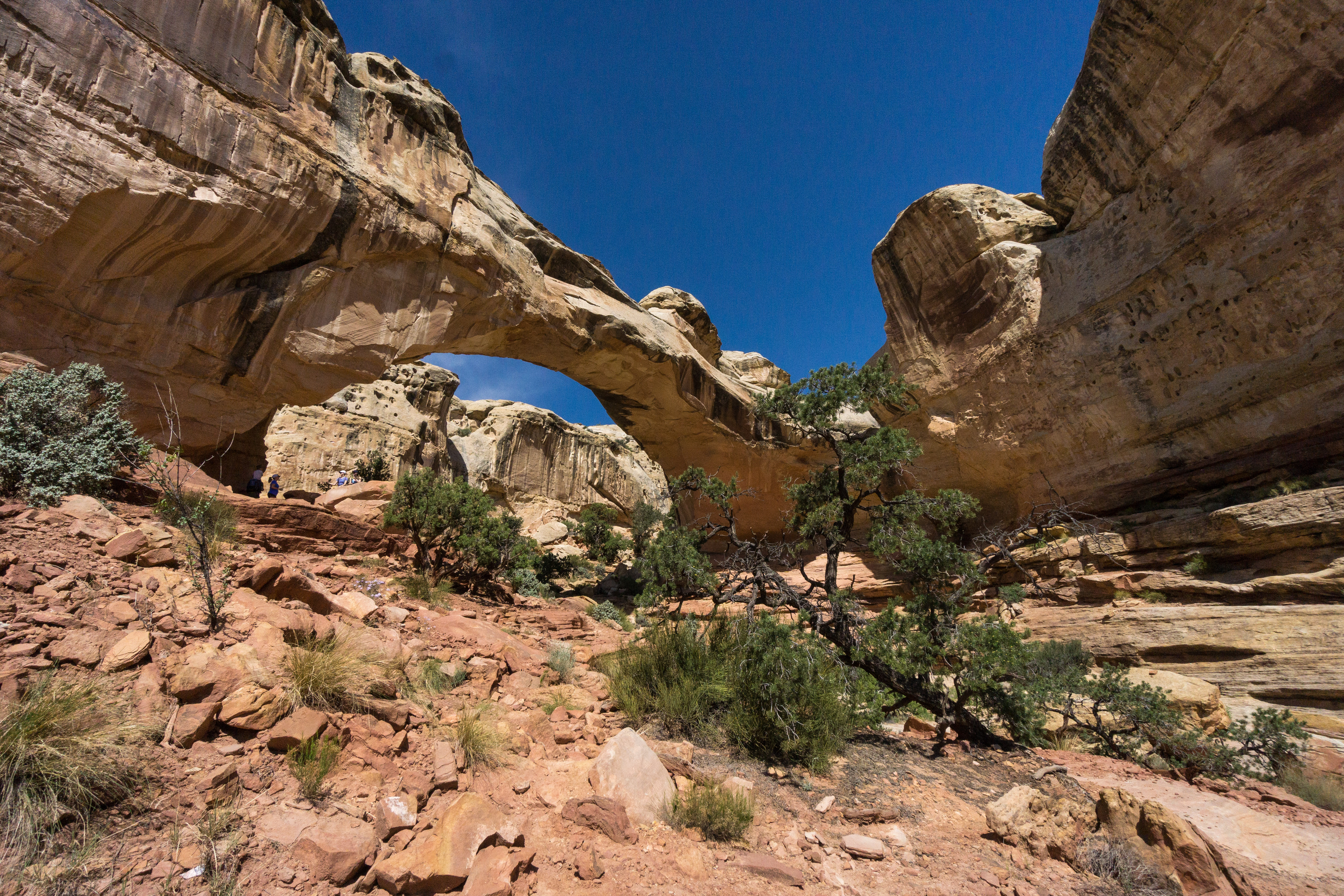 Hiking Hickman Bridge and Cohab Canyon Capitol Reef 