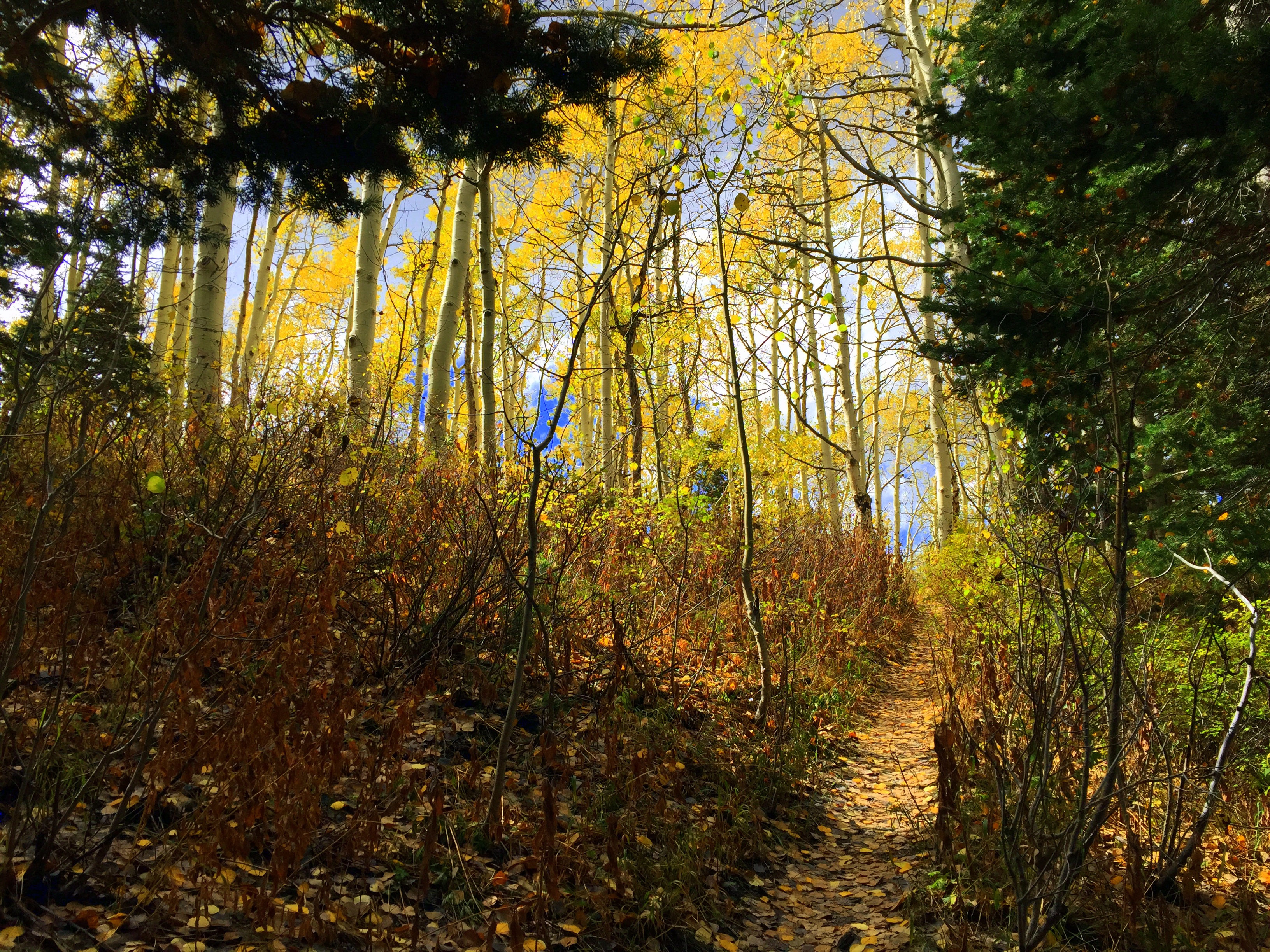 Fall foliage adventures in Utah and the Salt Lake Area